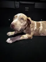 Zedd, a male American Bully and American Pit Bull Terrier for sale in San Jacinto, CA – Photo 7 of 10