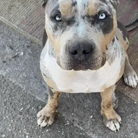 Zedd, a male American Bully and American Pit Bull Terrier for sale in San Jacinto, CA – Photo 9 of 10