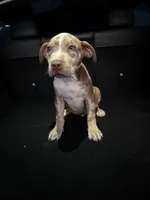 Zedd, a male American Bully and American Pit Bull Terrier for sale in San Jacinto, CA – Photo 4 of 10