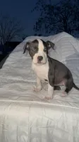 Shyla , a female American Bully and American Pit Bull Terrier for sale in San Jacinto, CA – Photo 1 of 7