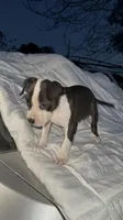 Shyla , a female American Bully and American Pit Bull Terrier for sale in San Jacinto, CA – Photo 4 of 7