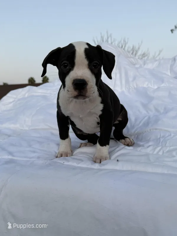 Rocky, a male American Bully and American Pit Bull Terrier for sale in San Jacinto, CA – Photo 1 of 8