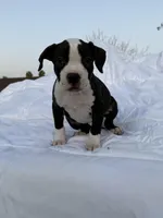Rocky, a male American Bully and American Pit Bull Terrier for sale in San Jacinto, CA – Photo 1 of 8