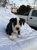 Rocky, a male American Bully and American Pit Bull Terrier for sale in San Jacinto, CA – Photo 3 of 8