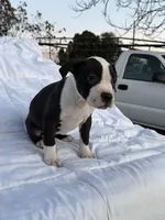 Rocky, a male American Bully and American Pit Bull Terrier for sale in San Jacinto, CA – Photo 6 of 8
