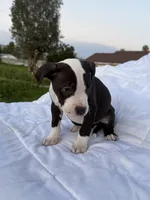 Rocky, a male American Bully and American Pit Bull Terrier for sale in San Jacinto, CA – Photo 2 of 8