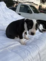Rocky, a male American Bully and American Pit Bull Terrier for sale in San Jacinto, CA – Photo 7 of 8