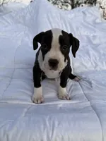 Rocky, a male American Bully and American Pit Bull Terrier for sale in San Jacinto, CA – Photo 4 of 8