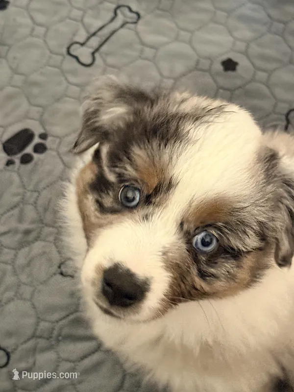 Maple – Miniature Australian Shepherd puppy for sale in Pontiac, IL