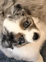 Maple, a female Miniature Australian Shepherd for sale in Pontiac, IL – 4 of 10