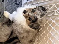Birch, a male Miniature Australian Shepherd for sale in Pontiac, IL – 8 of 10