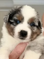 Maple, a female Miniature Australian Shepherd for sale in Pontiac, IL – 3 of 3