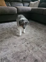 Birch, a male Miniature Australian Shepherd for sale in Pontiac, IL – 6 of 10
