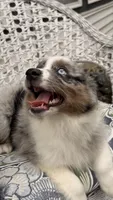 Maple, a female Miniature Australian Shepherd for sale in Pontiac, IL – 5 of 10