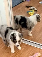 Maple, a female Miniature Australian Shepherd for sale in Pontiac, IL – 7 of 10