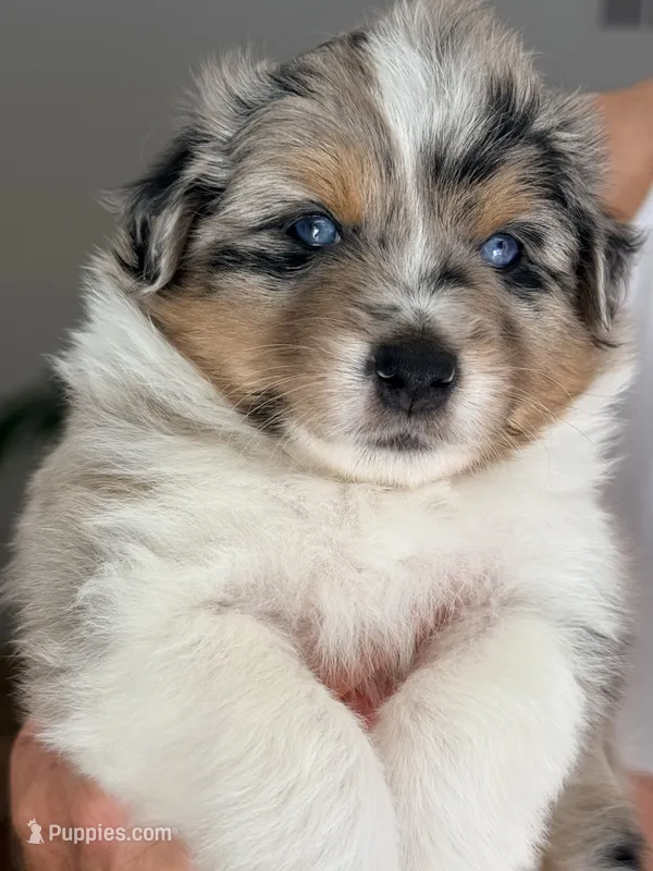 Birch – Miniature Australian Shepherd puppy for sale in Pontiac, IL