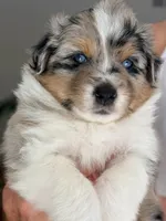 Birch, a male Miniature Australian Shepherd for sale in Pontiac, IL – 1 of 3