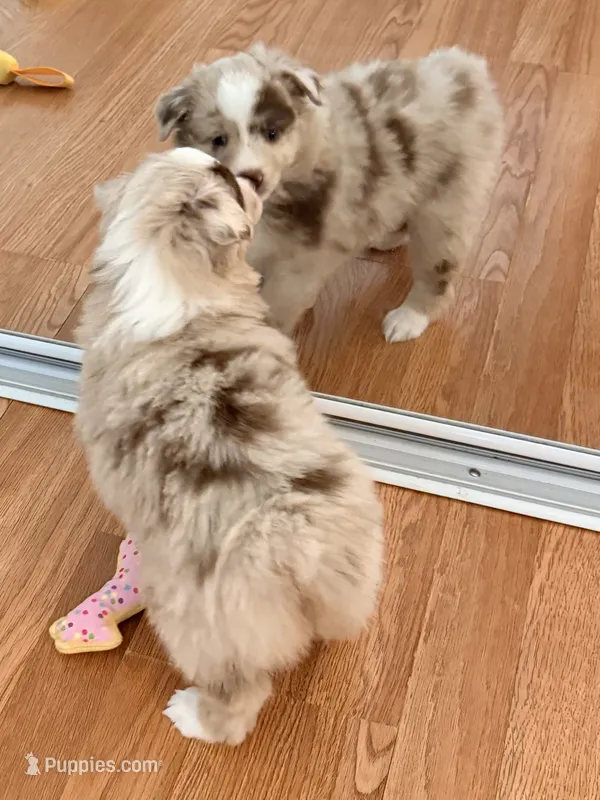 Autumn – Miniature Australian Shepherd puppy for sale in Pontiac, IL
