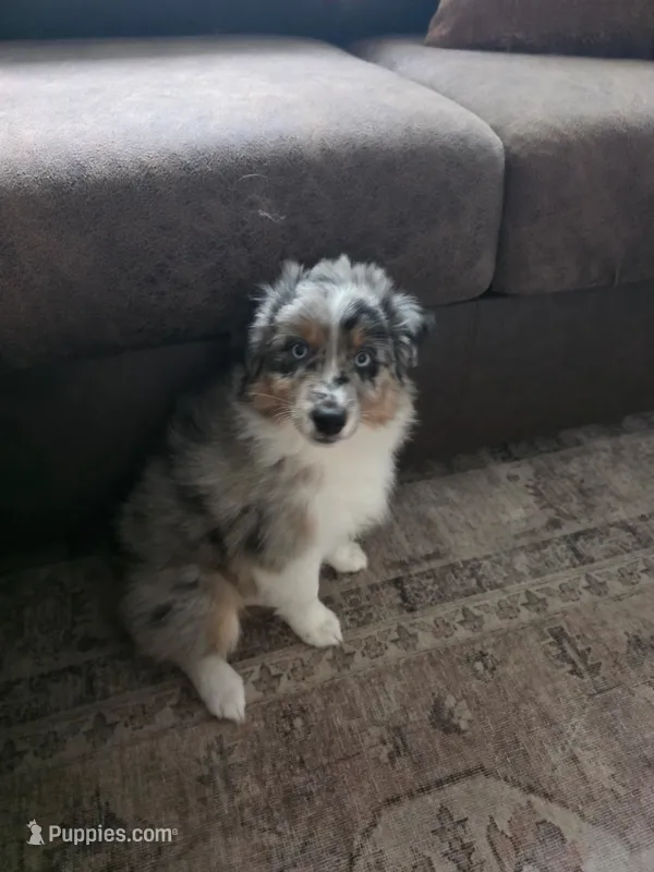 Birch – Miniature Australian Shepherd puppy for sale in Pontiac, IL