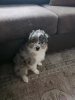 Birch, a male Miniature Australian Shepherd for sale in Pontiac, IL – 4 of 10