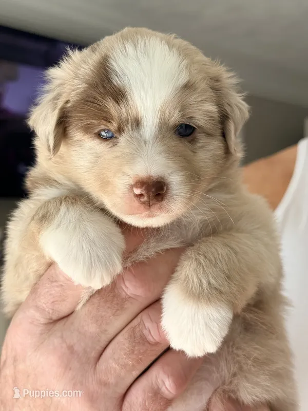 Autumn – Miniature Australian Shepherd puppy for sale in Pontiac, IL