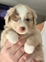 Autumn, a female Miniature Australian Shepherd for sale in Pontiac, IL – 1 of 3
