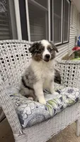 Maple, a female Miniature Australian Shepherd for sale in Pontiac, IL – 7 of 10