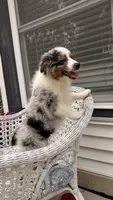 Maple, a female Miniature Australian Shepherd for sale in Pontiac, IL – 4 of 10