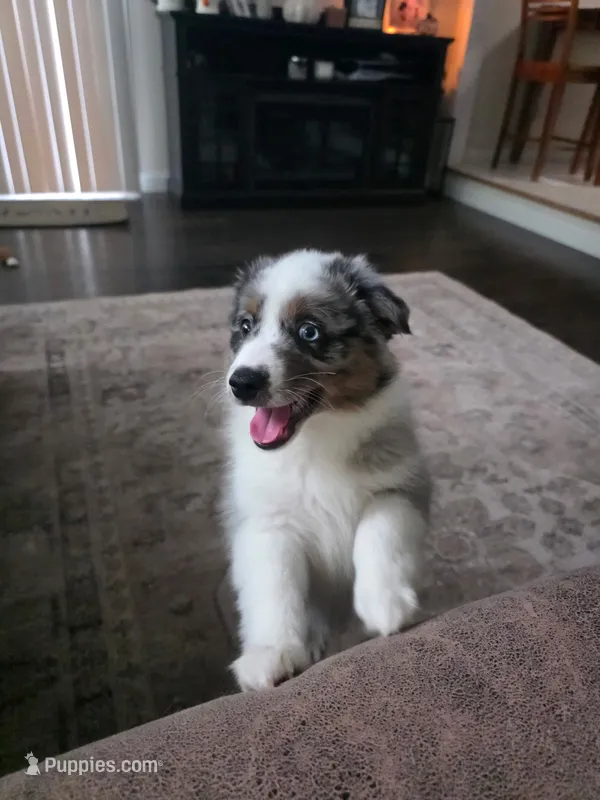 Maple – Miniature Australian Shepherd puppy for sale in Pontiac, IL