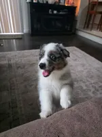 Maple, a female Miniature Australian Shepherd for sale in Pontiac, IL – 1 of 10