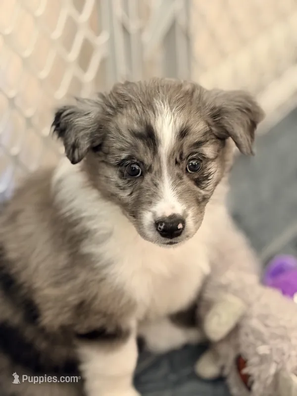 Ginger – Miniature Australian Shepherd puppy for sale in Pontiac, IL
