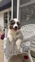 Maple, a female Miniature Australian Shepherd for sale in Pontiac, IL – 2 of 10