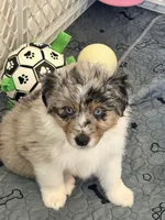 Birch, a male Miniature Australian Shepherd for sale in Pontiac, IL – 3 of 10