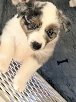 Maple, a female Miniature Australian Shepherd for sale in Pontiac, IL – 3 of 10