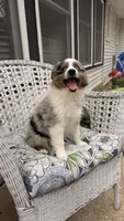 Maple, a female Miniature Australian Shepherd for sale in Pontiac, IL – 8 of 10