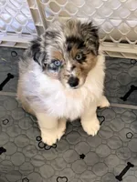 Birch, a male Miniature Australian Shepherd for sale in Pontiac, IL – 2 of 10