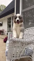 Maple, a female Miniature Australian Shepherd for sale in Pontiac, IL – 3 of 10