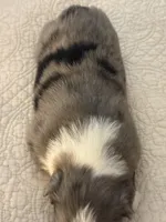 Ginger, a female Miniature Australian Shepherd for sale in Pontiac, IL – 3 of 3