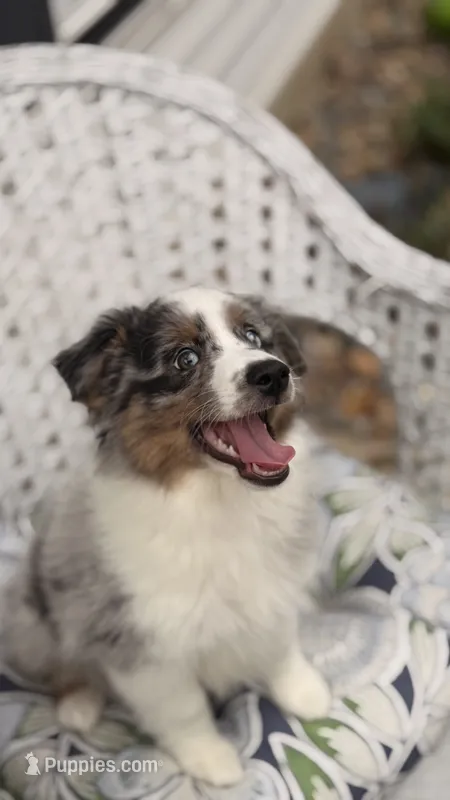Maple – Miniature Australian Shepherd puppy for sale in Pontiac, IL