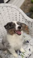 Maple, a female Miniature Australian Shepherd for sale in Pontiac, IL – 1 of 10