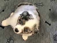 Maple, a female Miniature Australian Shepherd for sale in Pontiac, IL – 5 of 10
