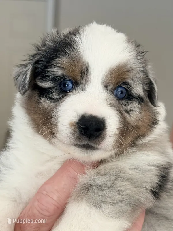 Maple – Miniature Australian Shepherd puppy for sale in Pontiac, IL