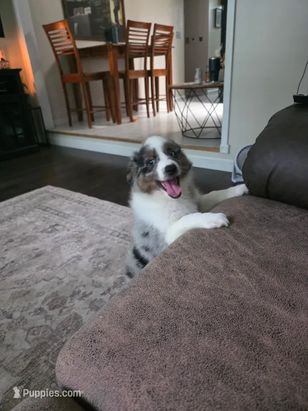 Maple – Miniature Australian Shepherd puppy for sale in Pontiac, IL