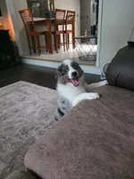 Maple, a female Miniature Australian Shepherd for sale in Pontiac, IL – 2 of 10