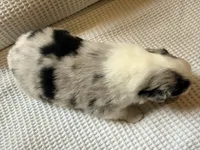 Maple, a female Miniature Australian Shepherd for sale in Pontiac, IL – 2 of 3