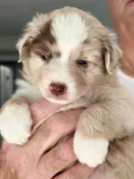 Autumn, a female Miniature Australian Shepherd for sale in Pontiac, IL – 2 of 3