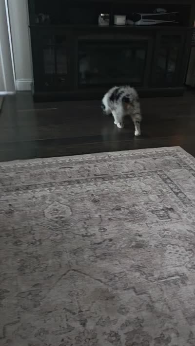 Maple, a female Miniature Australian Shepherd for sale in Pontiac, IL – 10 of 10