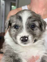 Ginger, a female Miniature Australian Shepherd for sale in Pontiac, IL – 2 of 3