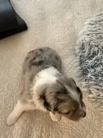 Birch, a male Miniature Australian Shepherd for sale in Pontiac, IL – 9 of 10