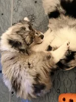 Birch, a male Miniature Australian Shepherd for sale in Pontiac, IL – 5 of 10